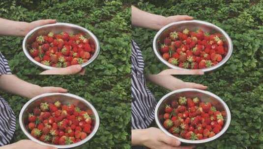 采摘草莓草莓园高清在线视频素材下载