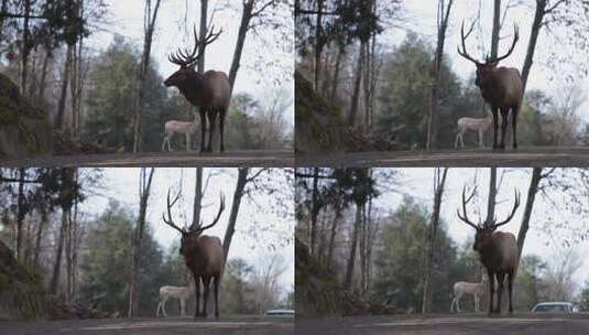 公路上的鹿高清在线视频素材下载