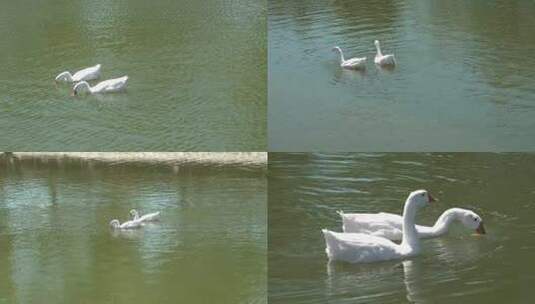 两只白鹅在绿水中游荡高清在线视频素材下载