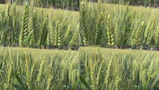 微风吹拂的小麦植物高清在线视频素材下载