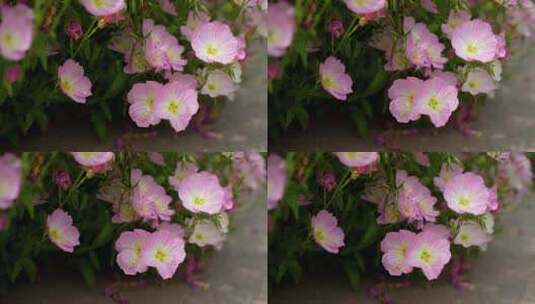 4K植物素材——粉花月见草高清在线视频素材下载