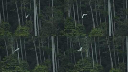 白鹭飞翔湿地生态环境群鸟飞翔高清在线视频素材下载