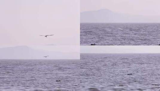 l1水鸟在湖面飞落在水中高清在线视频素材下载