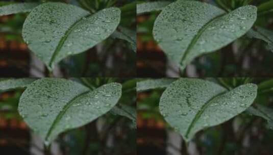 雨滴水珠雨水雨植物高清在线视频素材下载