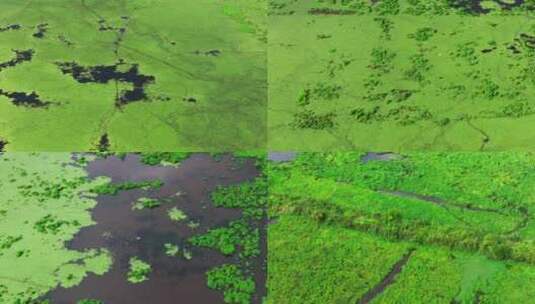 航拍追踪一只飞翔在沼泽湿地中的白鹭高清在线视频素材下载
