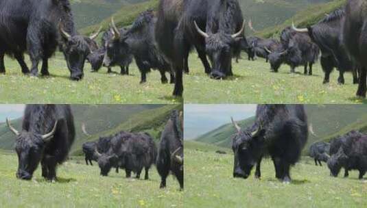 川西牦牛吃草实拍视频高清在线视频素材下载