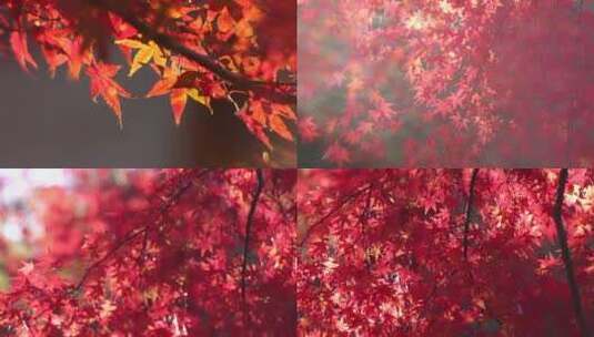 枫叶大自然景观特写公园开放红色秋天高清在线视频素材下载