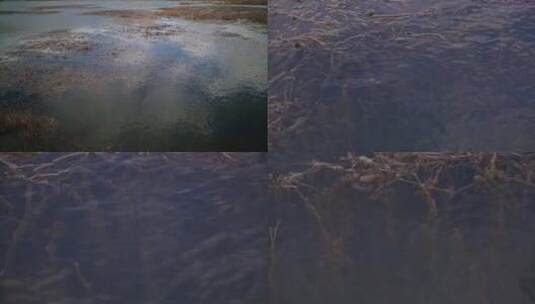 C拉鲁湿地4k实拍视频高清在线视频素材下载