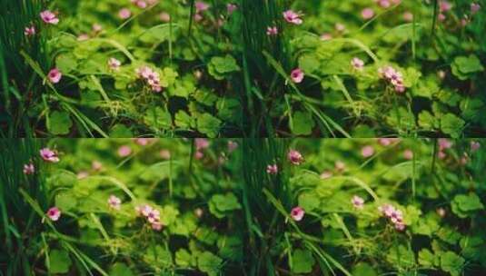 空镜花草植物高清在线视频素材下载