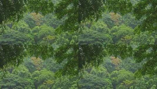 风雨交加树木树叶雨景雨季雨水雨滴下雨高清在线视频素材下载