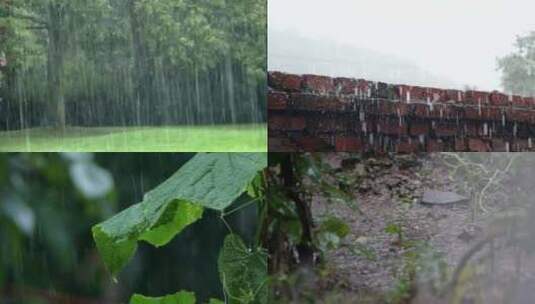 雨水拍打在石头草地和植物叶子上高清在线视频素材下载