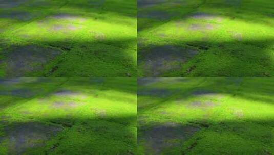 绿色的苔藓光影效果背景4K空镜高清在线视频素材下载