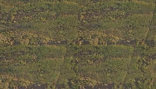 鸟瞰秋季金色的松林高清在线视频素材下载