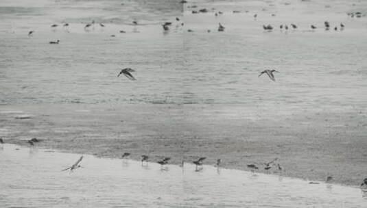 深圳湾红树林湿地生态高清在线视频素材下载