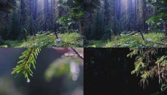 雨后森林高清在线视频素材下载