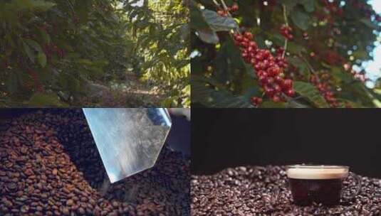 咖啡豆采摘咖啡制作咖啡烘焙咖啡高清在线视频素材下载