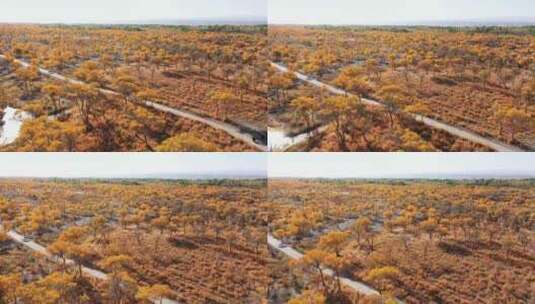 秋天新疆金色胡杨林，胡杨树的航拍风光高清在线视频素材下载
