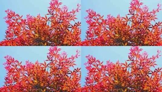 秋天阳光红叶五角枫红枫鸡爪槭枫叶枫树高清在线视频素材下载