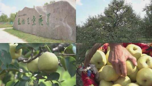 梨树王-砀山酥梨-实拍高清在线视频素材下载