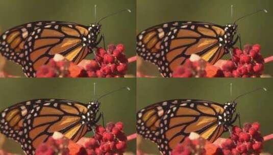 昆虫 蝴蝶 特写高清在线视频素材下载