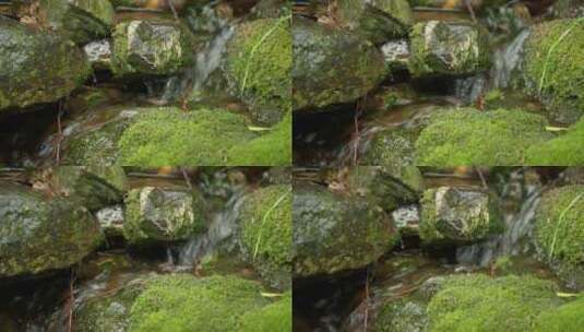 春天林森山涧泉水小溪苔藓高清在线视频素材下载