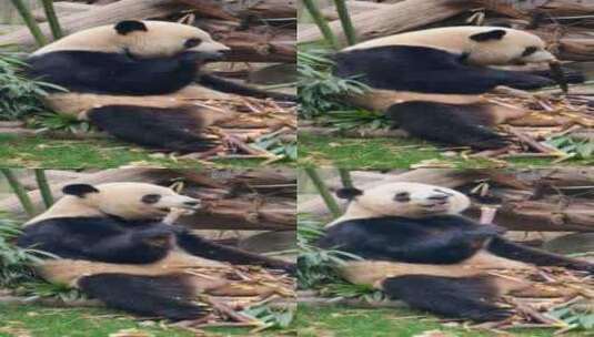 四川成都大熊猫繁育基地可爱的熊猫高清在线视频素材下载