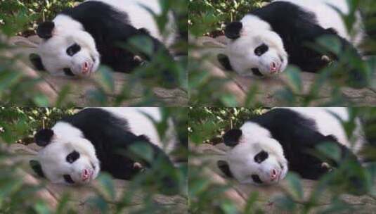 4K-睡懒觉的国宝大熊猫高清在线视频素材下载