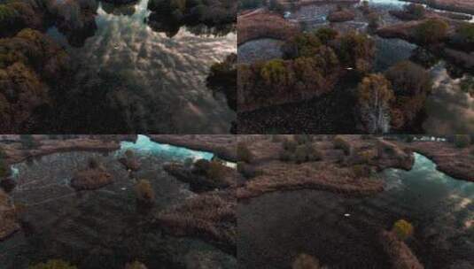 白鹭飞行 云层倒影在湖泊高清在线视频素材下载