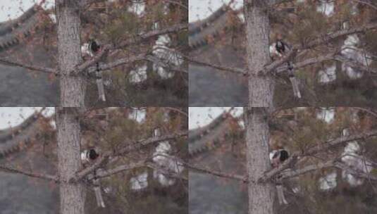 在树枝上栖息的红嘴蓝鹊高清在线视频素材下载
