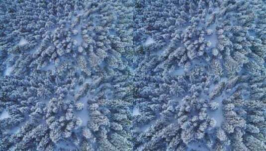 冬季雪景云杉树垂直航拍高清在线视频素材下载