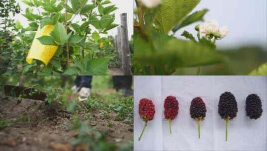 桑葚花期到果实从花期到成熟不同的形态高清在线视频素材下载