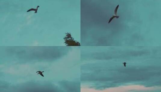 天空中的海鸥飞翔高清在线视频素材下载