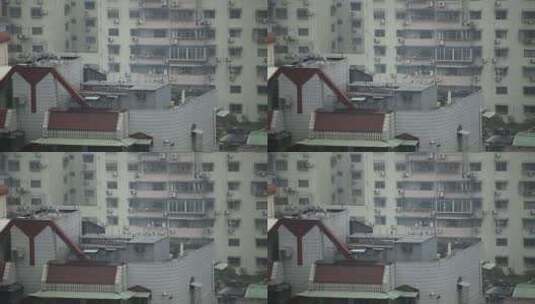 城市楼顶养鸽子高清在线视频素材下载