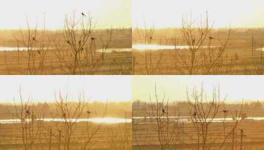 航拍清晨日出树林群鸟栖息朝阳河流日光晨雾高清在线视频素材下载