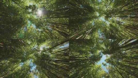 阳光透过竹林树叶丁达尔效应高清在线视频素材下载