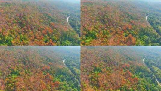 鸟瞰泰国充满活力的彩色落叶林。4K。高清在线视频素材下载
