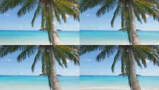 大海椰子树高清在线视频素材下载