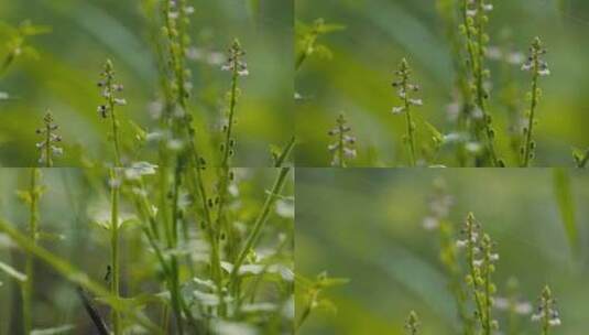 植物高清在线视频素材下载