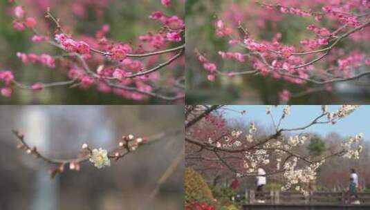 春天盛开的梅花红梅白梅高清在线视频素材下载