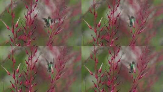 飞翔的蜂鸟高清在线视频素材下载