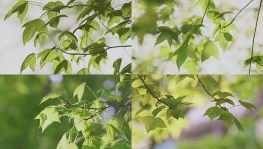 枫叶树叶绿叶高清在线视频素材下载