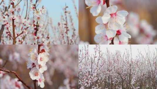 杏花花蕾 美丽的杏花 老树开花高清在线视频素材下载