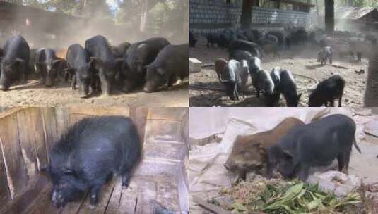 藏香猪养殖高清在线视频素材下载
