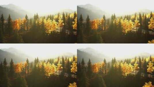 黄树森林的风景高清在线视频素材下载