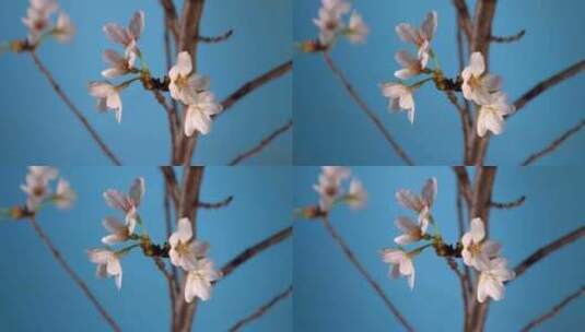 樱花花朵花瓣特写高清在线视频素材下载