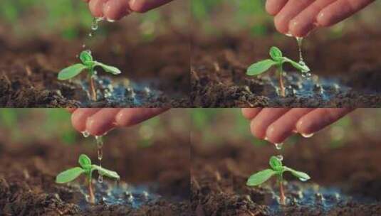 给植物幼苗浇水高清在线视频素材下载