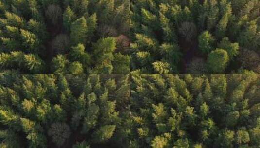 俯拍绿色森林高清在线视频素材下载