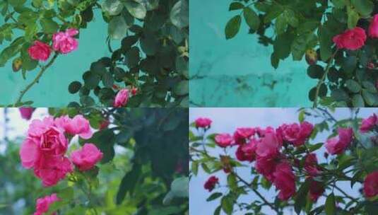 蔷薇、花朵高清在线视频素材下载