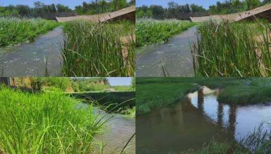 河流小溪树林大风花花草草高清在线视频素材下载