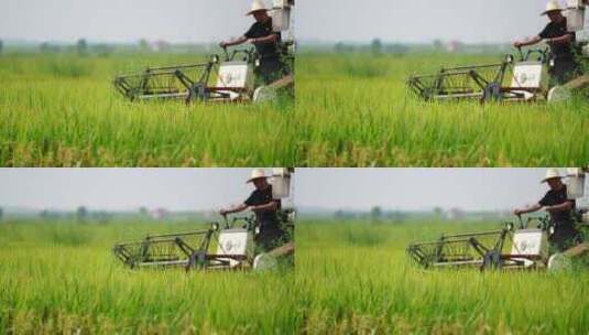 中稻收割素材高清在线视频素材下载